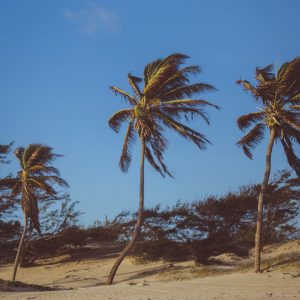 palm tree in wind